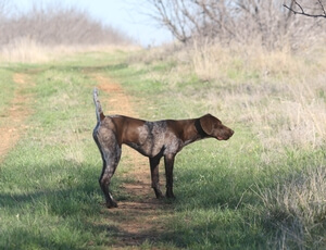 Big Country's Penny Has Dropped